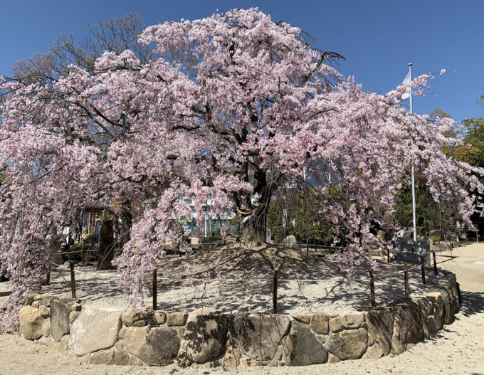 観音神社のしだれ桜と御朱印（広島市西区）