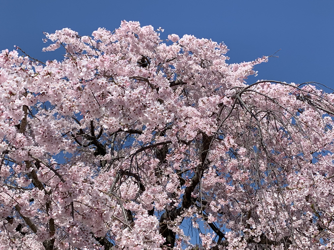 観音神社のしだれ桜と御朱印（広島市西区）
