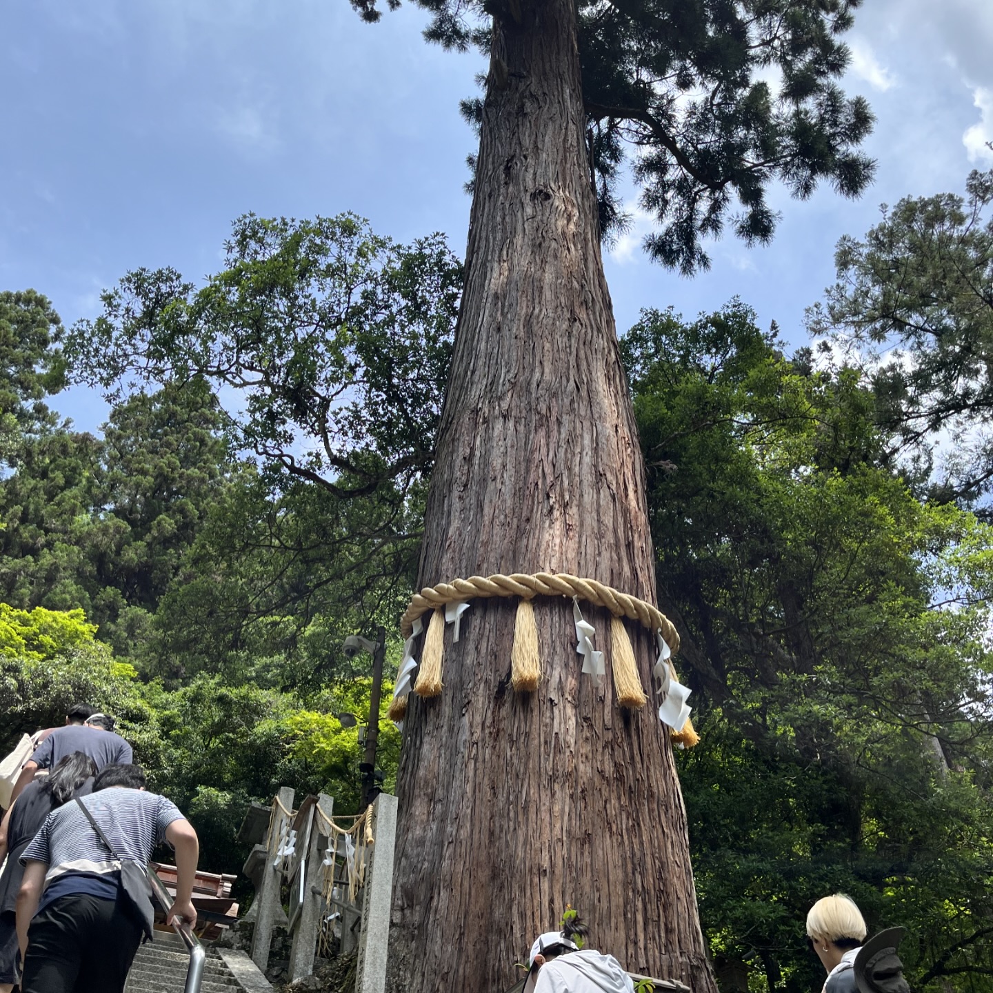 鞍馬・由岐神社・樹齢800年の大杉・大杉さん